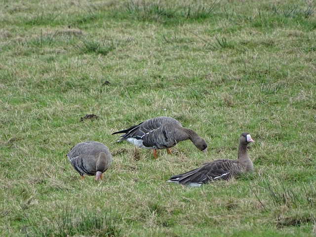 如赛事组织 如赛事组织